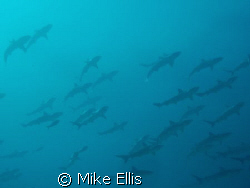schooling reef sharks, Nassua, Bahamas by Mike Ellis 
